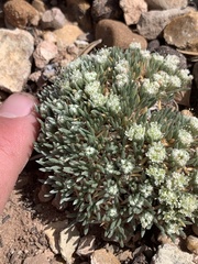Eriogonum tumulosum