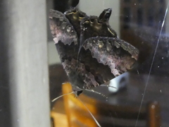 Coronidia leachi