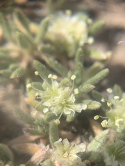 Eriogonum tumulosum