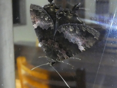 Coronidia leachi