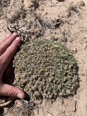 Eriogonum tumulosum