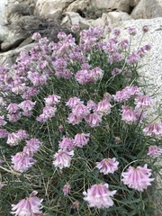 Trifolium dedeckerae