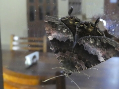 Coronidia leachi