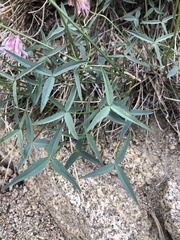 Trifolium dedeckerae