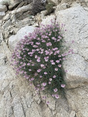 Trifolium dedeckerae