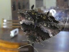 Coronidia leachi