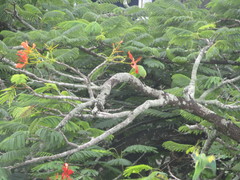 Delonix regia regia