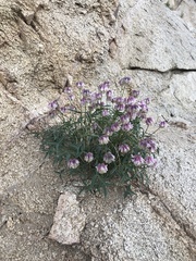 Trifolium dedeckerae
