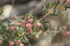 Boronia glabra