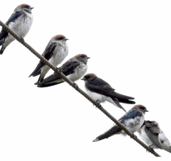 Petrochelidon fluvicola