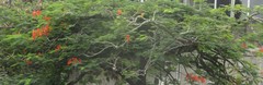 Delonix regia regia