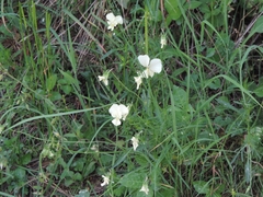Viola etrusca