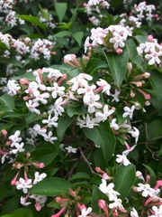Zabelia mosanensis