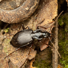 Limodromus