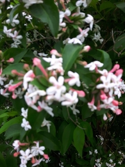 Zabelia mosanensis