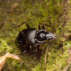 Limodromus