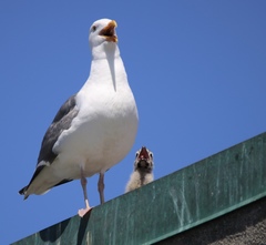 Larus occidentalis