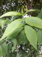 Zabelia mosanensis