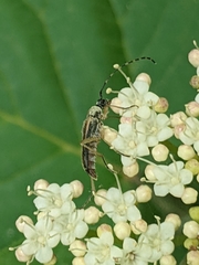 Analeptura