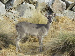 Odocoileus virginianus peruvianus
