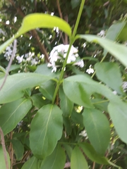 Zabelia mosanensis