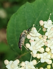 Analeptura