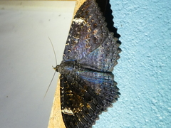 Anisoneura