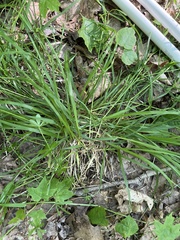 Carex jamesii