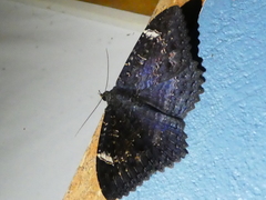 Anisoneura