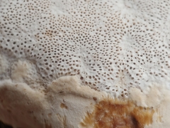 Sebipora aquosa