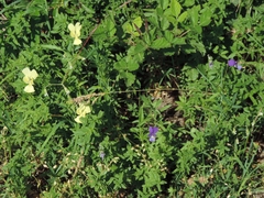 Viola etrusca