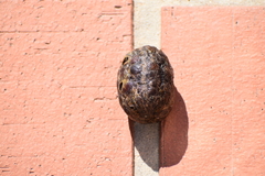 Sacoglottis amazonica