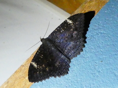 Anisoneura