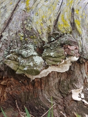 Sebipora aquosa