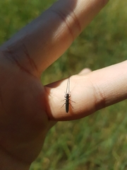 Theophilea subcylindricollis