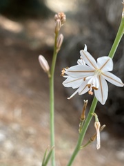 Asphodelus fistulosus