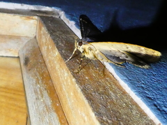 Anisoneura
