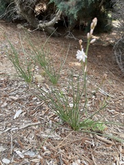 Asphodelus fistulosus