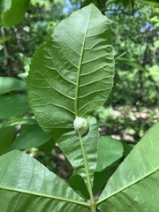 Phylloxera caryaemagna