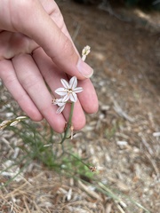 Asphodelus fistulosus