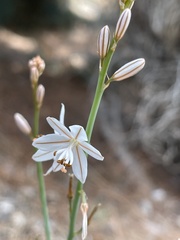 Asphodelus fistulosus