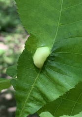 Phylloxera caryaemagna