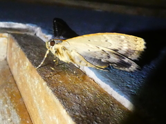 Anisoneura
