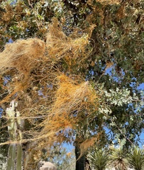 Cuscuta veatchii