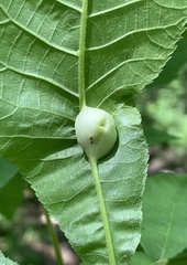 Phylloxera caryaemagna