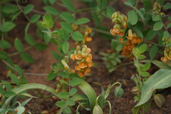 Lathyrus sulphureus