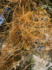 Cuscuta veatchii