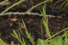 Dichanthelium meridionale