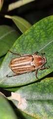 Anoxia matutinalis