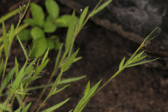 Dichanthelium meridionale
